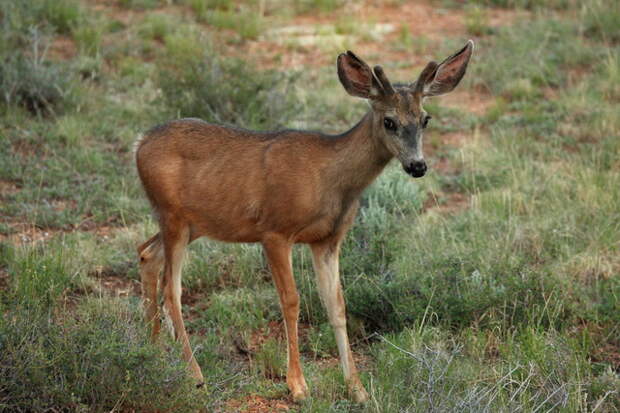 1Mule_deer_in_Bryce_NP