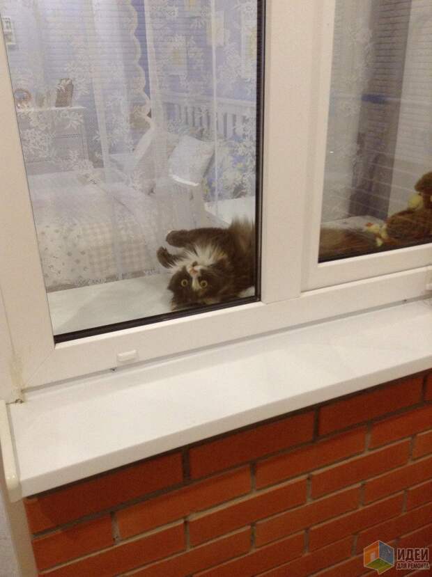 Кот на подоконнике Кот на подоконнике
