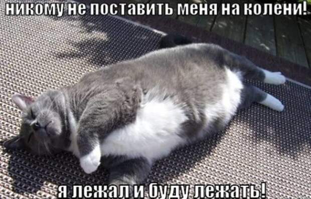 Подражая котоматрице котоматрица, коты, юмор
