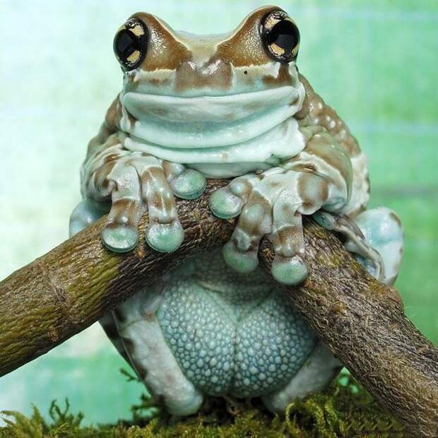 Смешные и забавные животные