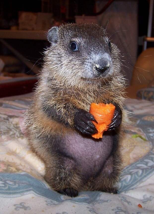 animalbaby13