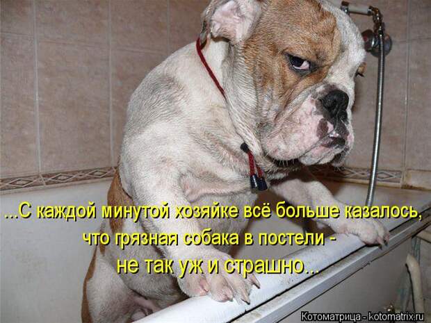Котоматрица: ...С каждой минутой хозяйке всё больше казалось,  что грязная собака в постели -  не так уж и страшно...