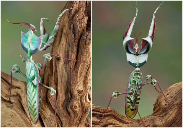 Idolomantis diabolica 