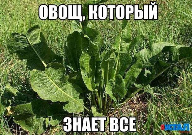 Смешные картинки с надписями прикол, юмор