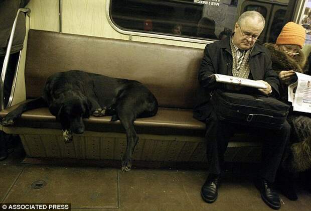 Собаки, которые ориентируются в московском метро не хуже людей