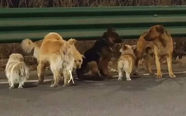7 украденных собак в Китае сбежали от похитителей и вернулись домой, пройдя 17 километров