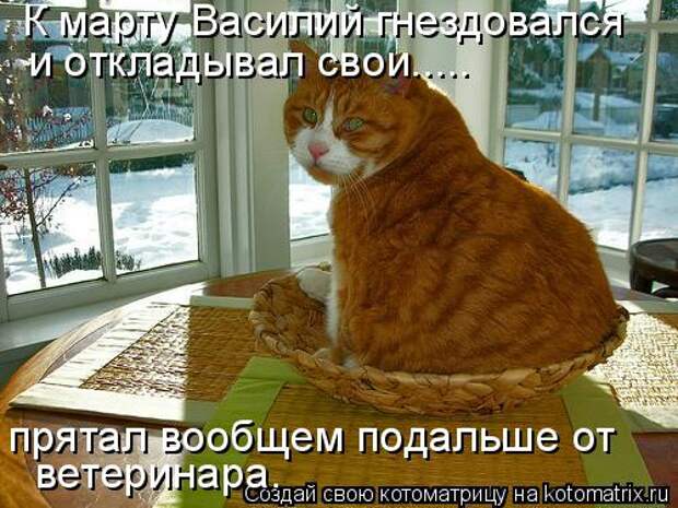 Котоматрица: К марту Василий гнездовался  и откладывал свои..... прятал вообщем подальше от ветеринара.