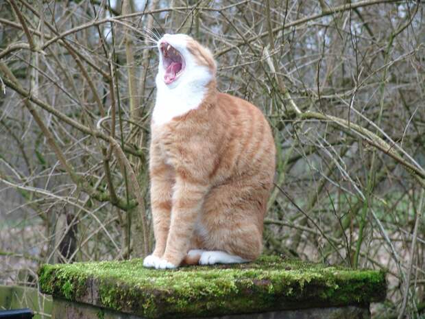рыжие коты и кошки фото (14)