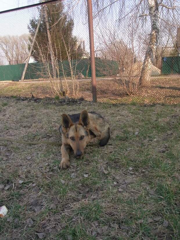 Про веселого Роджера))) Про веселого Роджера))) собаки, спасение