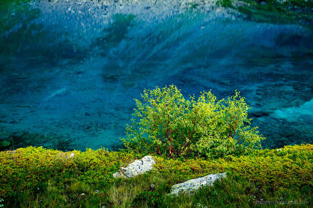 карликовые березки карликовые березки