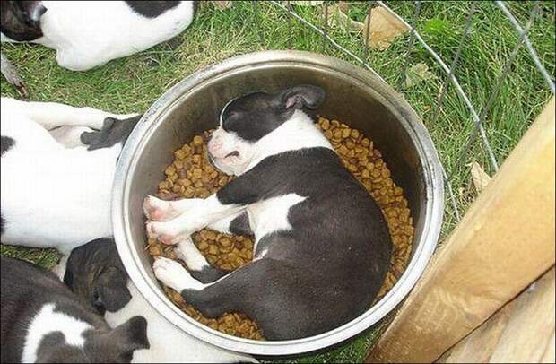 Спящие собаки