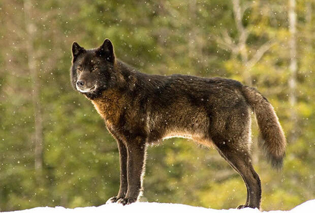 Янс находился на заднем дворе своего дома, когда там показался волк. Его пёс, несмотря на явное волнение, бросился навстречу незваному гостю волк, животные, собака