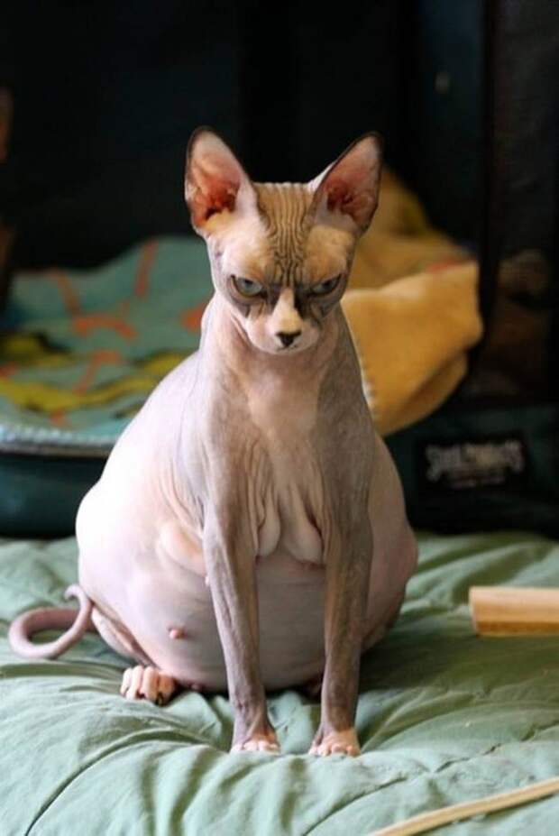 беременная кошка сфинкс