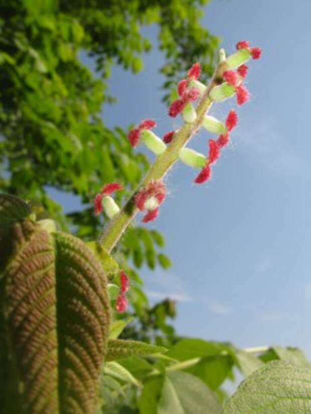 Женские цветки ореха маньчжурского