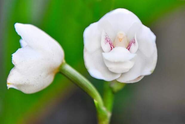 Орхидея «Голубь, или Святой дух» — Peristeria Elata интересное, цветы в мире, юмор