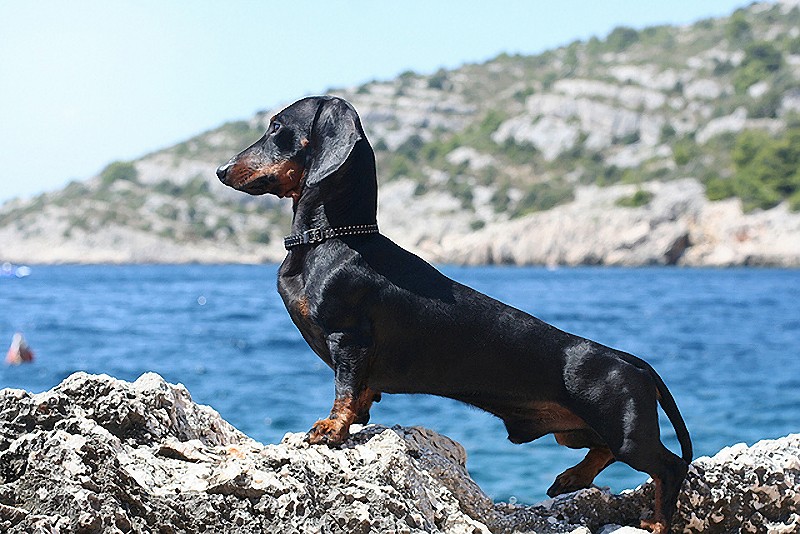 AggressiveDogs01 AggressiveDogs01 10 самых агрессивных пород собак
