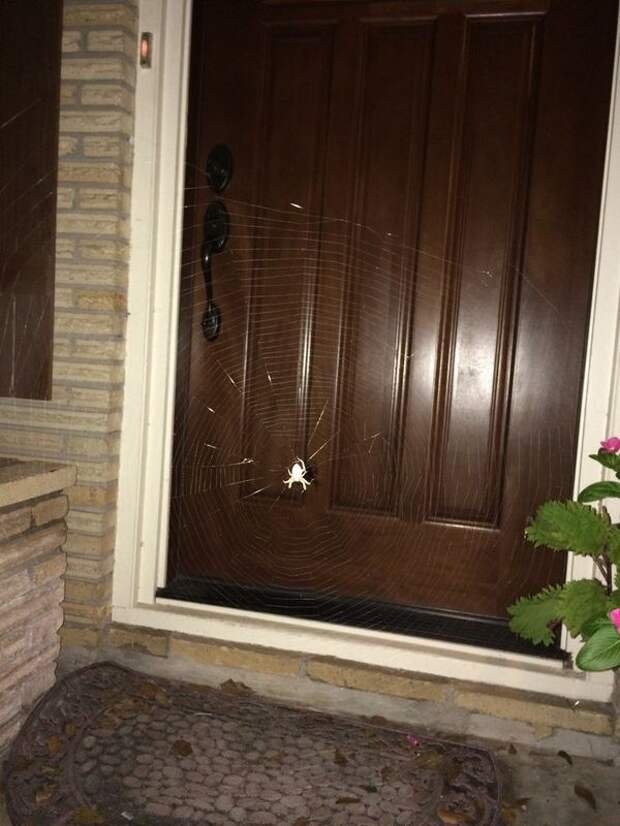 Всякая всячина...2 интересно, моменты, фото