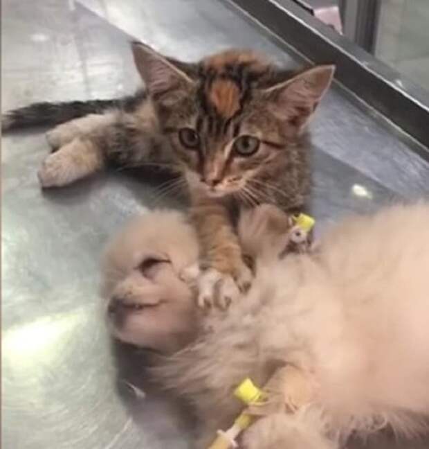 Котенок трогает собаку Котенок и пес