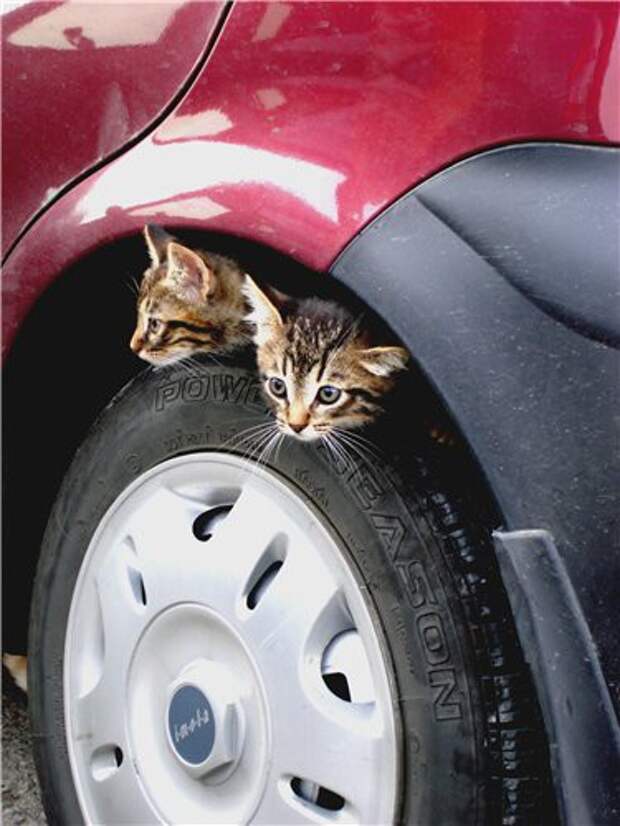Уважаемые автомобилисты! авто, животные, коты, прикол, юмор
