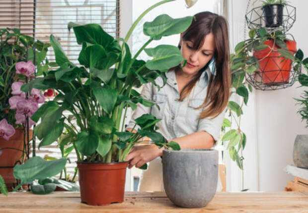 Уход и обслуживание газона