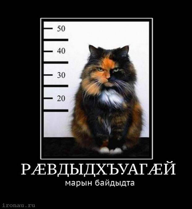 Любителям пушистых и нахальным Любителям пушистых и нахальным демотиваторы, коты, прикол, юмор