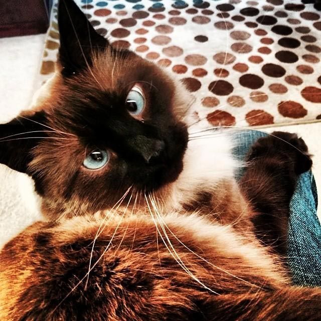 Милейшие косоглазые коты, чей изъян делает их уникальными животные, косоглазые  коты