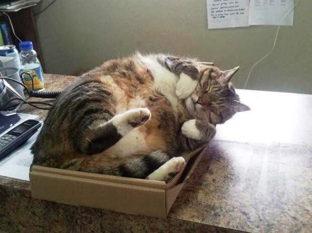 Приколы.