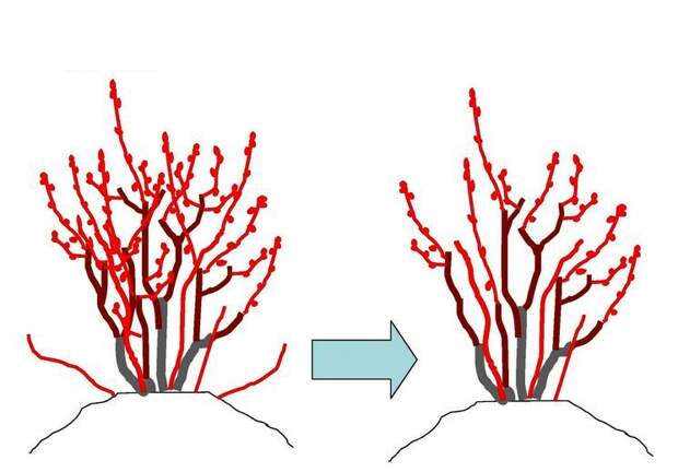 Обрезка крыжовника перед зимой