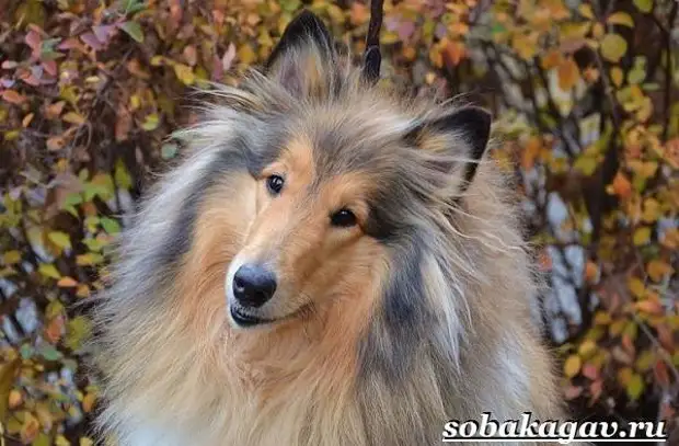 Колли собака. Описание, особенности, уход и цена колли