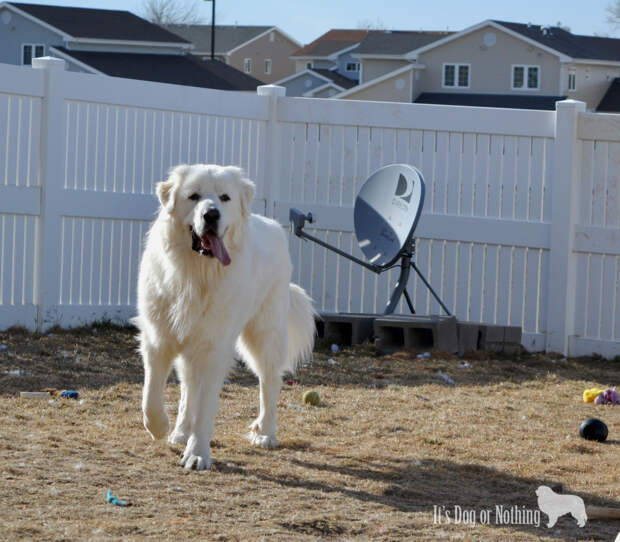 Great Pyrenees