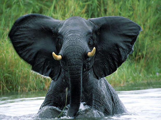 Слон выходит из воды, Африка. (Фото Szakács Cukrász): national geographic, фотографии
