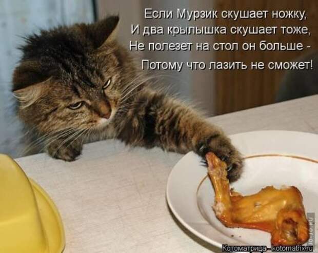 Котоматрицы