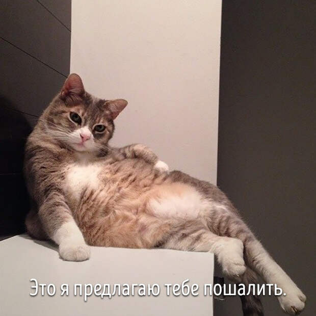 животные ведут себя как люди 