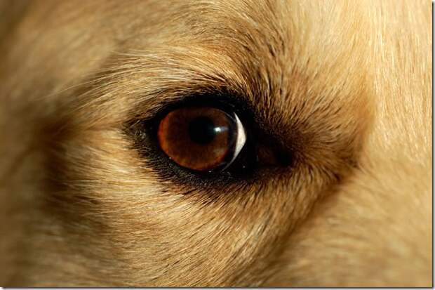 Golden-Retriever-2-picture