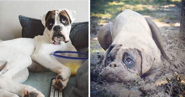 30 фотографий, доказывающих идеальную совместимость собак и грязных луж