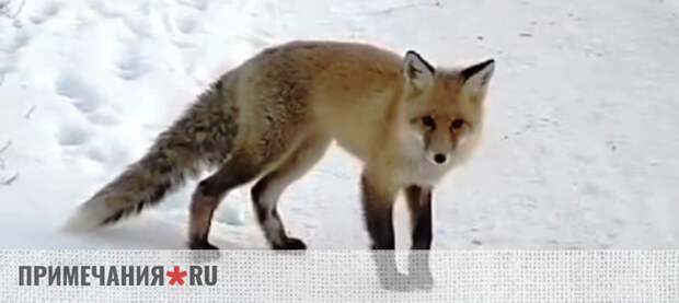 Бешенство выявили в окрестностях Алушты: в селе Пушкино обнаружена мертвой зараженная лиса