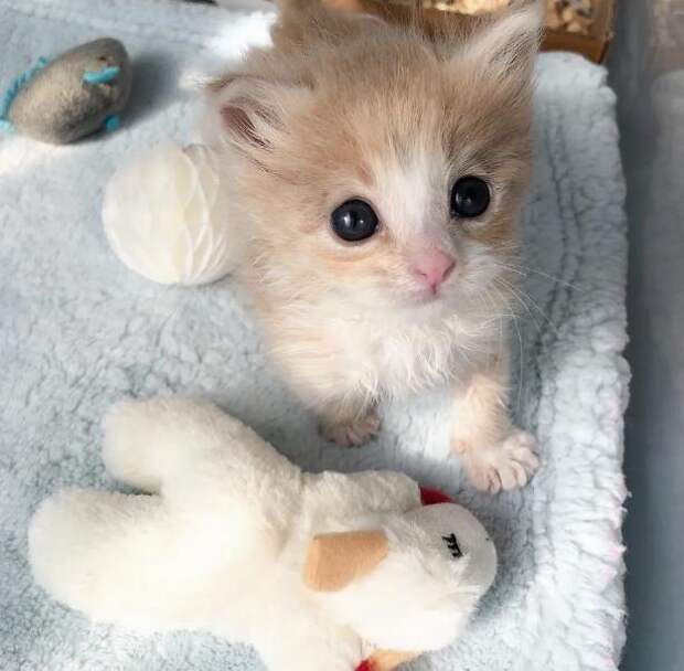 девушка помогла котенку котенок с игрушкой