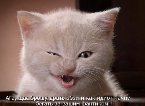 Смешные животные из КотоМатрицы (49 шт.)
