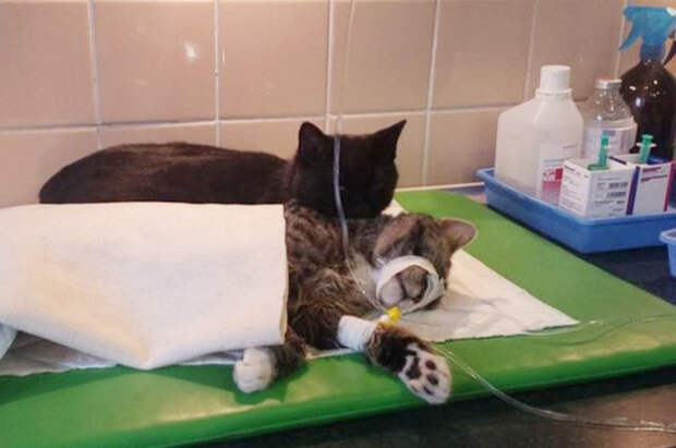 Удивительная кошка медсестра помогает ухаживать за больными животными