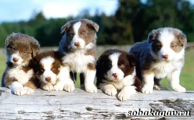 Бордер колли собака. Описание, особенности, уход и цена бордер колли