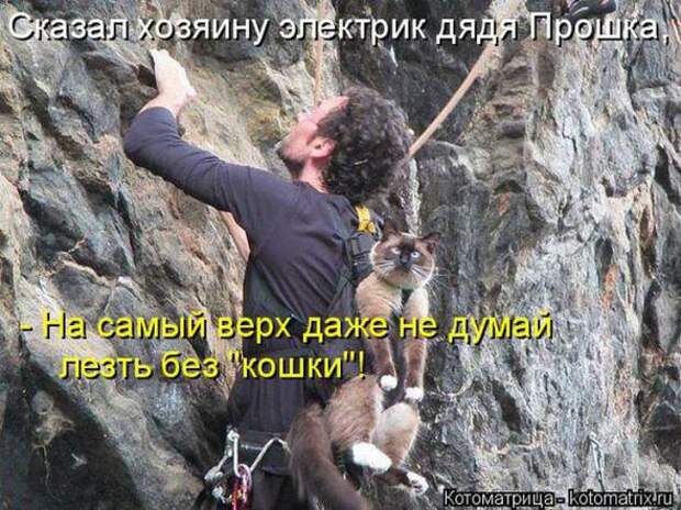Котоматрицы (картинки с надписями)