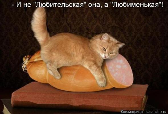 Котоматрицы(картинки с надписями)