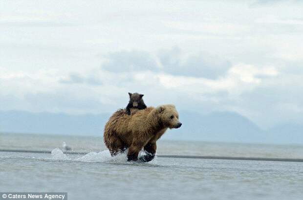 Медвежонок верхом на медведеце живность, фото, позитив