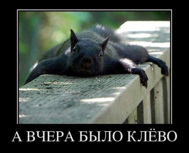 Демотиваторы (32 фото)