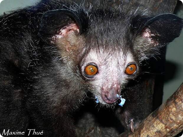 Ай-ай или мадагаскарская руконожка (лат. Daubentonia madagascariensis)