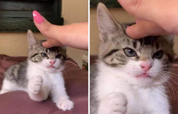 Милые малыши-котята растопят ваше сердце