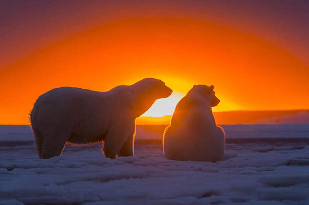 bearsnsunset09 Белые медведи и великолепный закат на Аляске