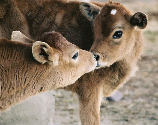 cute-animals-kissing-valentines-day-48__880