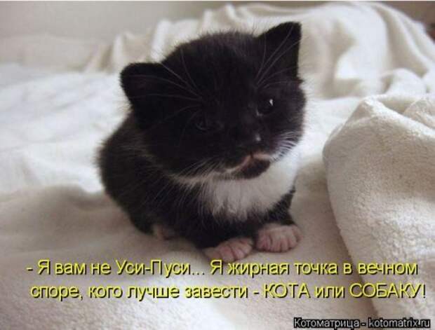 Ходячие котоматрицы. Няшные котейки Ходячие котоматрицы. Няшные котейки