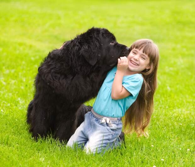 So many people assume that the only way to control a giant breed dog is through force such as a choke or prong collar. There are so many detriments to using such an aversive tool. Thankfully, there are better ways to ensure your dog doesn't pull you down the street.